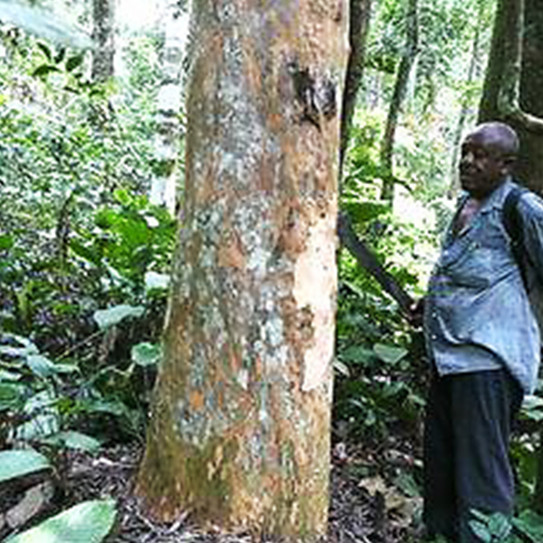 Waldbild Mann steht im Wald