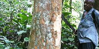 Mann steht im Wald