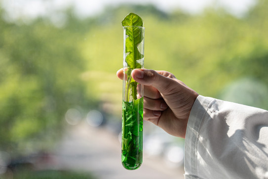 Reagenzglas mit Pflanzen Reagenzglas mit Pflanzen