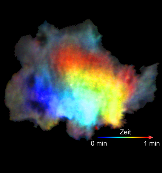 Zelldarstellung Zelldarstellung