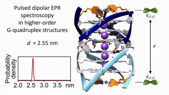 Picture shows the concept of measuring the distance between two incooperated Cu(I) centers in a G-quadruplex