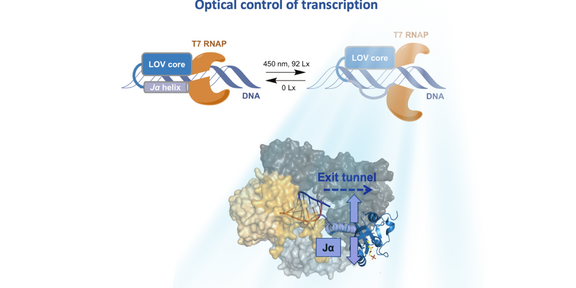 Optische Kontrolle der Transkription Darstellung der optischen Kontrolle der Transkription
