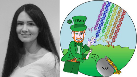 Verena Kunig - FiMC-Posterpreis für TEAD-YAP-Inhibitoren