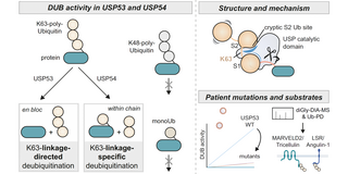 Grafikillustration Grafikillustration