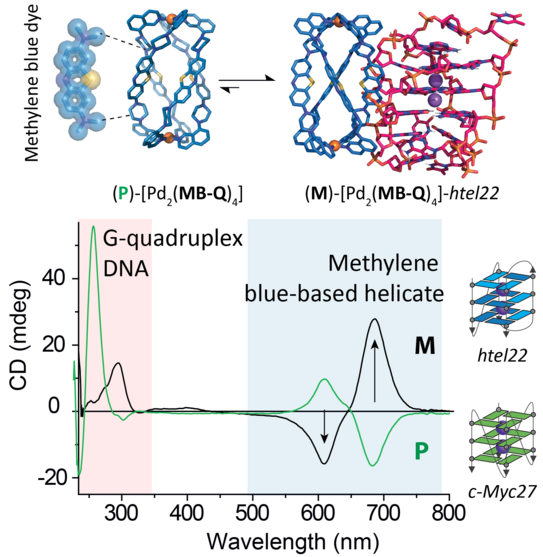 Pictures of a palladium helicate forming an assembly with G-qaudruplex DNA