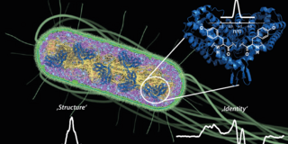 Bild von E. coli und Ribonukleotid-Reduktase