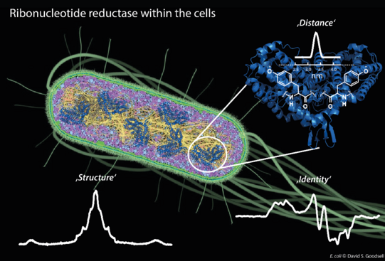 Bild von E. coli und Ribonukleotid-Reduktase