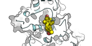 Ein Wirkstoff bindet an seine zelluläre Zielstruktur Ein Wirkstoff bindet an seine zelluläre Zielstruktur