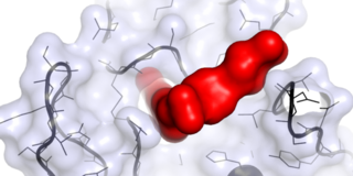 Wirkstoffmolekül im Komplex mit einem krebsrelevanten Zielprotein Wirkstoffmolekül im Komplex mit einem krebsrelevanten Zielprotein